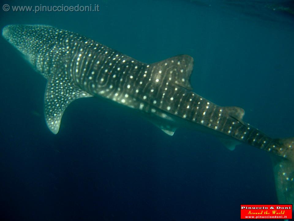 Djibouti - Whale Shark - 09.jpg